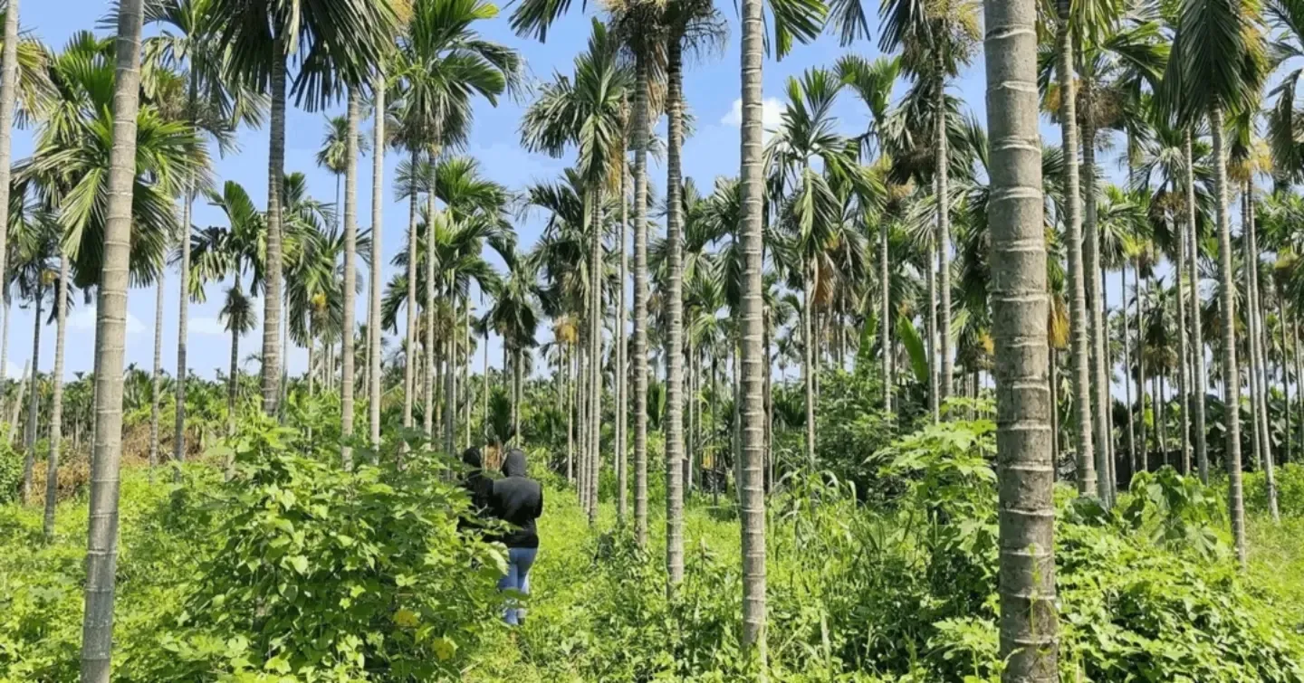A hasher walking through a betelnut palm plantation in Pingtung
