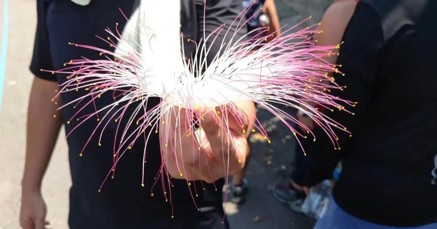 A pink and white powder-puff flower held up on the trail