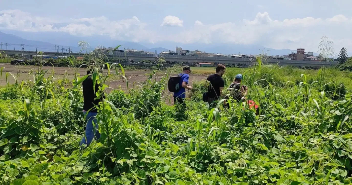 Hashers pushing through waist-high grass with the mountains behind
